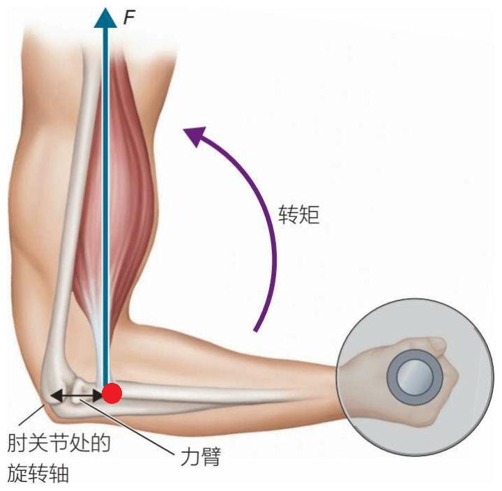 费力杠杆有哪些例子（人体内的三种杠杆）