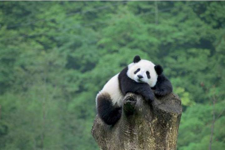 保护生物多样性的意义（生物多样性为什么重要？）