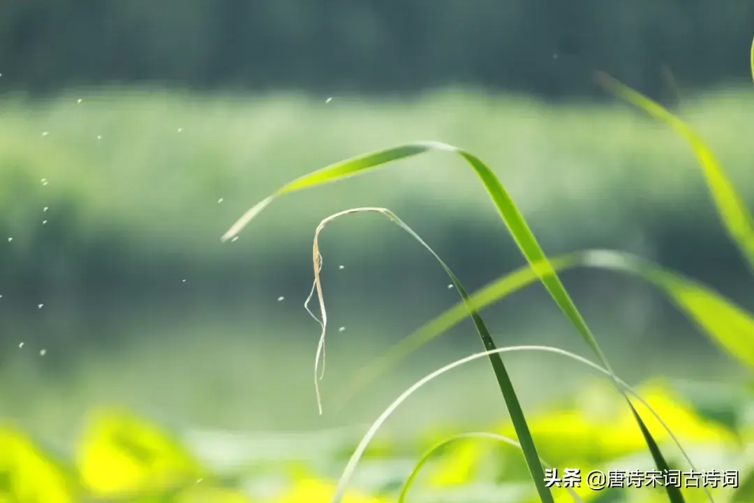 10首立夏的唯美诗句，送你一夏清凉