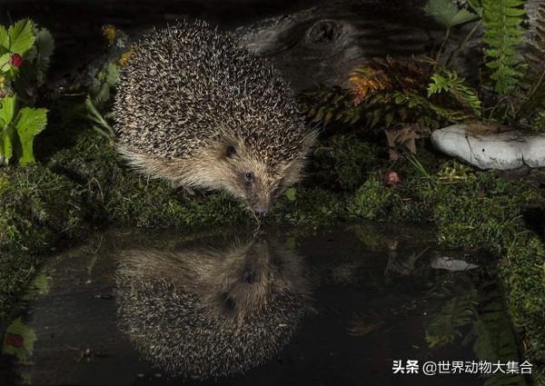 暗夜精灵，常见的夜行性动物除了猫头鹰还有哪些？